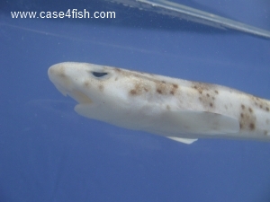 Foto Galerie/Carcharhiniformes/Scyliorhinus stellaris/Scyliorhinus stellaris_06_S.jpg